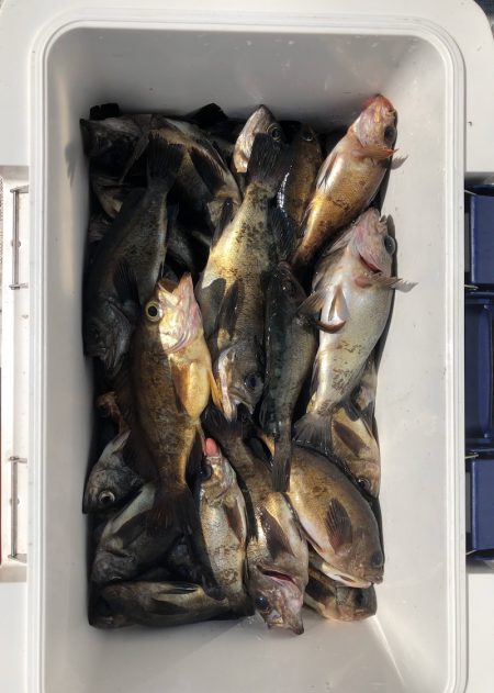 フィッシング キッタカ 釣果