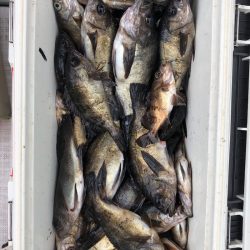 フィッシング キッタカ 釣果