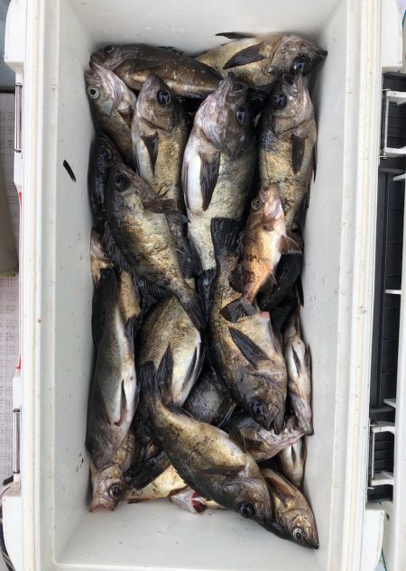 フィッシング キッタカ 釣果