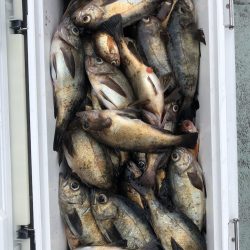 フィッシング キッタカ 釣果