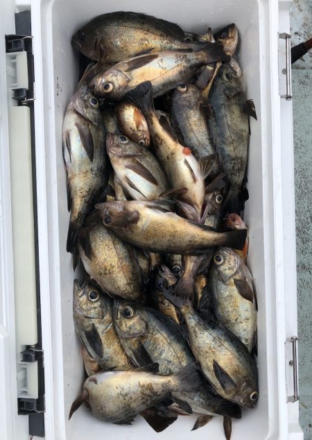 フィッシング キッタカ 釣果