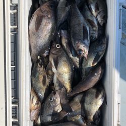 フィッシング キッタカ 釣果