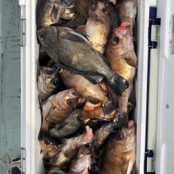 フィッシング キッタカ 釣果