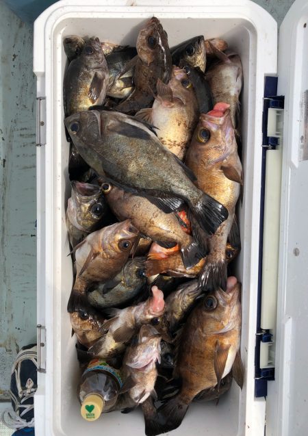 フィッシング キッタカ 釣果