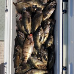 フィッシング キッタカ 釣果