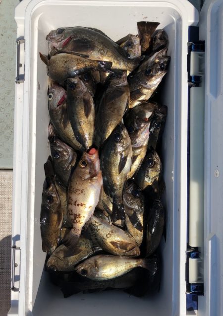 フィッシング キッタカ 釣果