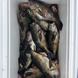 フィッシング キッタカ 釣果