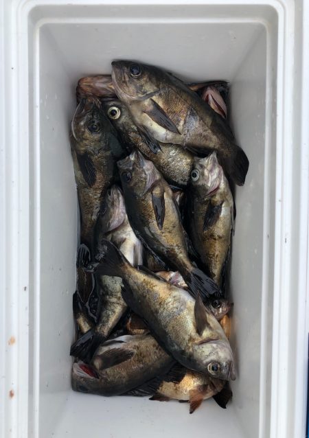 フィッシング キッタカ 釣果