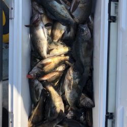 フィッシング キッタカ 釣果