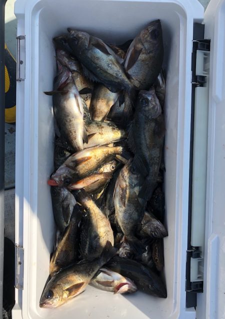 フィッシング キッタカ 釣果