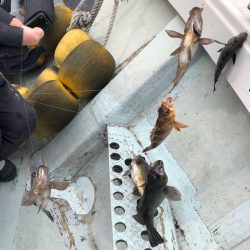 フィッシング キッタカ 釣果