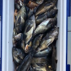 フィッシング キッタカ 釣果