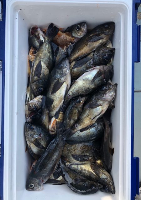 フィッシング キッタカ 釣果