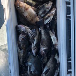 フィッシング キッタカ 釣果