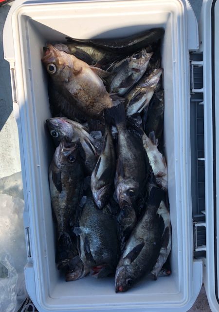 フィッシング　キッタカ 釣果