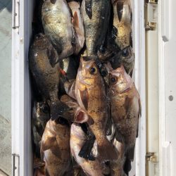 フィッシング キッタカ 釣果