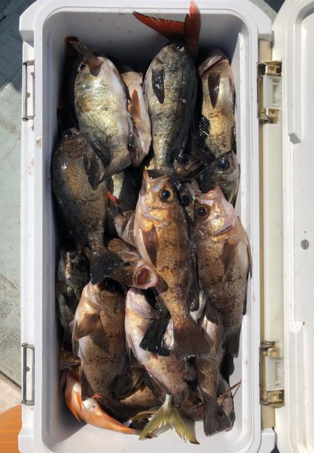 フィッシング キッタカ 釣果