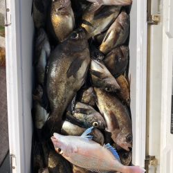 フィッシング キッタカ 釣果