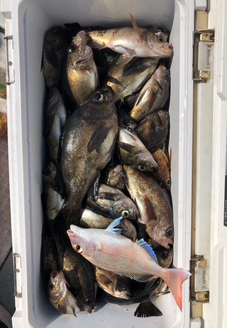 フィッシング キッタカ 釣果