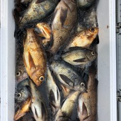 フィッシング キッタカ 釣果