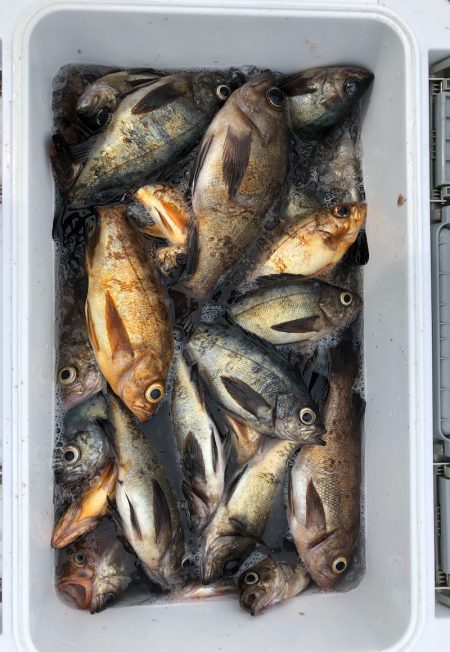 フィッシング キッタカ 釣果