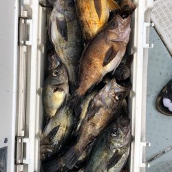 フィッシング キッタカ 釣果