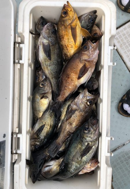 フィッシング キッタカ 釣果