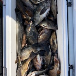 フィッシング キッタカ 釣果