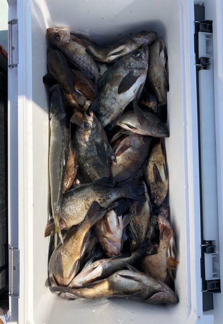 フィッシング キッタカ 釣果