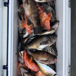 フィッシング キッタカ 釣果