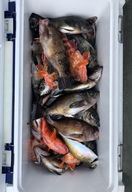 フィッシング キッタカ 釣果