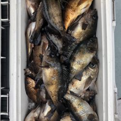 フィッシング キッタカ 釣果