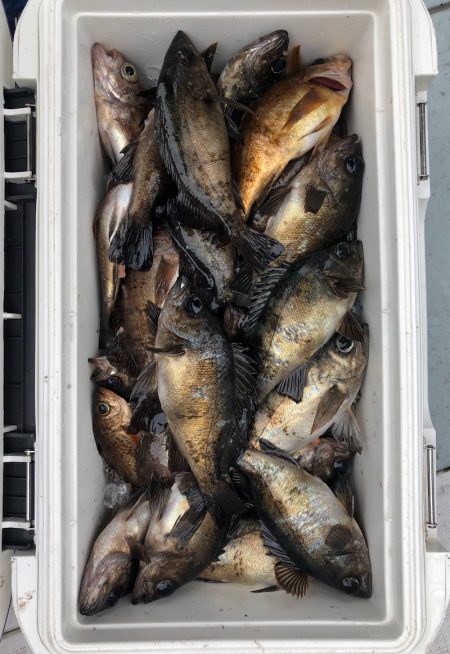 フィッシング キッタカ 釣果