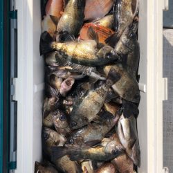 フィッシング キッタカ 釣果