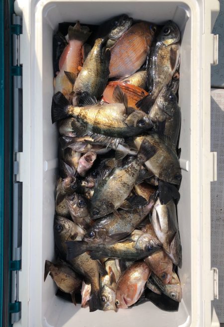 フィッシング キッタカ 釣果