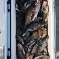 フィッシング キッタカ 釣果