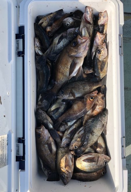 フィッシング キッタカ 釣果