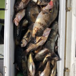 フィッシング キッタカ 釣果