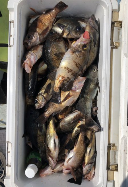 フィッシング キッタカ 釣果