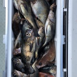 フィッシング キッタカ 釣果