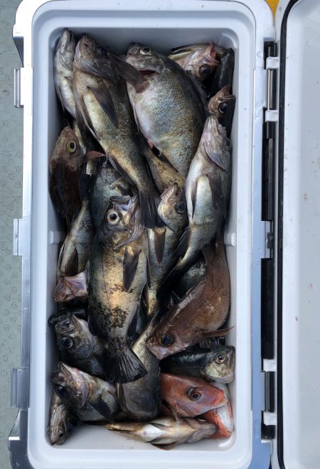 フィッシング キッタカ 釣果