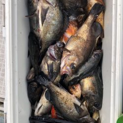 フィッシング キッタカ 釣果