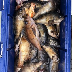 フィッシング キッタカ 釣果