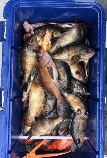 フィッシング キッタカ 釣果