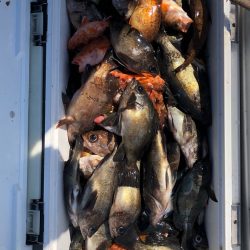 フィッシング キッタカ 釣果