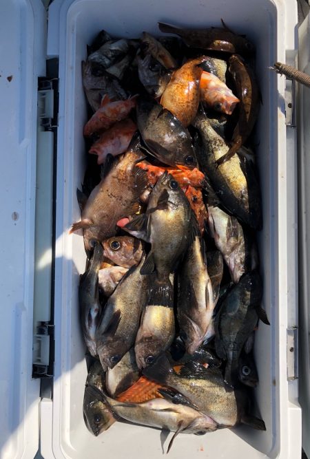 フィッシング キッタカ 釣果