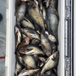 フィッシング キッタカ 釣果