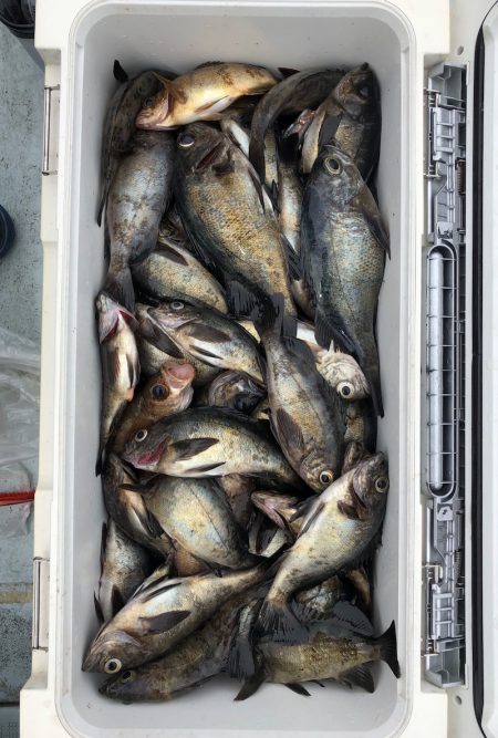 フィッシング　キッタカ 釣果