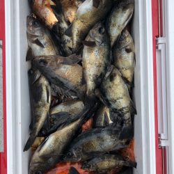 フィッシング キッタカ 釣果