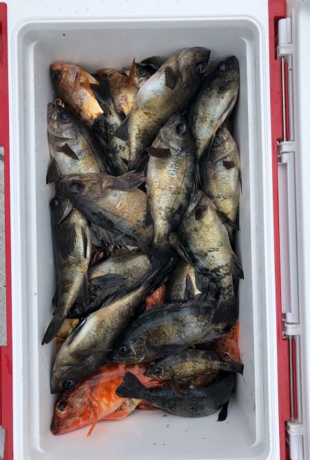 フィッシング キッタカ 釣果